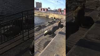 Seal joins fellow seals after crossing grill barrier in Antofagasta [upl. by Nosnevets]