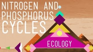 Nitrogen amp Phosphorus Cycles Always Recycle Part 2  Crash Course Ecology 9 [upl. by Baudelaire]