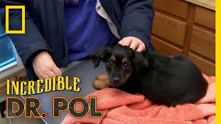 Puppy Parvo  The Incredible Dr Pol [upl. by Gambrill]