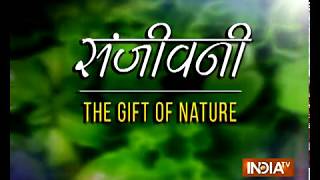 संजीवनी आयुर्वेदिक घरेलू नुस्खे— दर्द से पायें चुटकियों में आराम  Home Remedies Healthcare Tips [upl. by Qifahs697]