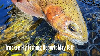 Truckee River Fly Fishing Report May 21st 2024 [upl. by Norreg]