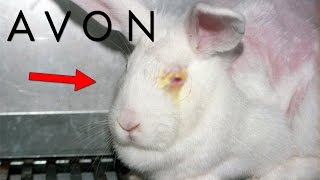 Los SECRETOS OCULTOS De AVON  ¿Realmente Usan Conejos [upl. by Eux]