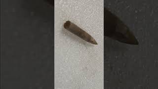 Texas Fossil Belemnite  Extinct creature related to Cuttlefish amp Squids [upl. by Akehsay392]