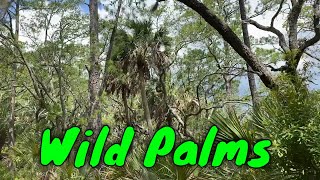 Wild Saw and Sabal palmettos [upl. by Cirdet]