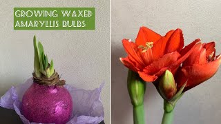 From Bulb to Bloom How to Grow Wax Amaryllis [upl. by Gwennie589]