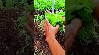 cropproduction agriculture viralvideo [upl. by Trevar]