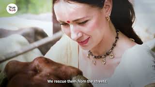 Help Chintamani Diana Care for 200 Abandoned amp Injured Cows In Vrindavan [upl. by Ttenrag717]