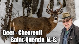 Chevreuils filmé fin décembre 2016 à SaintQuentin  Deers filmed end of December 2016 in StQuentin [upl. by Nohsed]