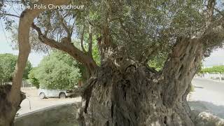 Olive Tree Polis Chrysochous [upl. by Alansen616]