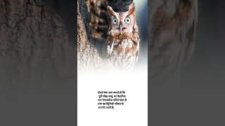 Eastern screechowl scientific name shorts agriculture knowledge facts [upl. by Timothea]