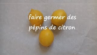 Germer des pépins de citron [upl. by Baugh412]