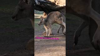 kangaroos The iconic marsupials  facts shorts youtubeshorts youtube animals wildlife [upl. by Nosirb]