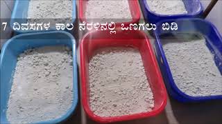 Lecanicillium lecanii Mass production  DR SUNILKUMAR NMUAS RAICHUR [upl. by Tilney]