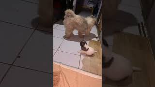 Father n daughter puppy dog cute doglover pets funny animals [upl. by Sherm572]