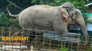 ELEPHANTS DANGEROUSLY CLOSE TO HOUSES IN THE VILLAGE 🏡🐘🐘🏡 MUSTH BULL ELEPHANT RUNNING [upl. by Roter130]