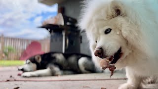 Clever Husky Masterfully Opens Door To Feast On Raw Steak husky alaskanmalamute asmrsounds [upl. by Elysee620]