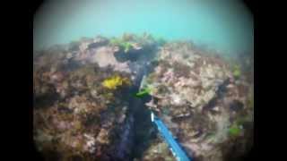 Spearfishing Long Reef in Dee Why Australia [upl. by Refenej]