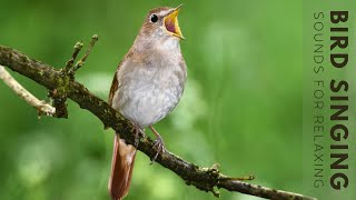 Birds Singing  24 Hour Bird Sounds Relaxation Stress Relief Relaxing Birds Sounds [upl. by Luciano]