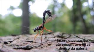 Ichneumonidae Rhyssa e Megarhyssa ovipositando em colebroca [upl. by Roth]