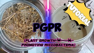 How to Make PGPR Plant Growth Promoting Rhizobacteria [upl. by Parfitt648]