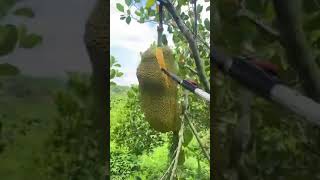 found a jackfruit tree in the forestso sweet and frish eating tropical fruittree [upl. by Everard554]