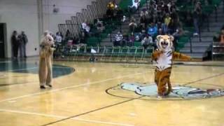 THE Mascot Dance Off Original Cat vs Dog [upl. by Asseniv144]