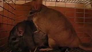 Complete Chinchilla Mating Process with AfterSex Hiccups [upl. by Notsnorb489]