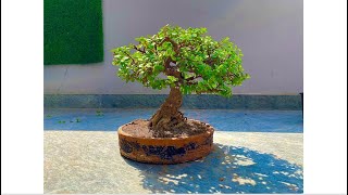 Making Jade Bonsai  Portulacaria afra  Pruning [upl. by Honora818]