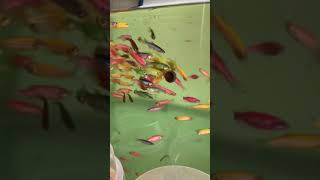 Amazing Tetra Fish Eating Food [upl. by Annoynek]