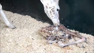 Rothschild Giraffe Birth Full Birth [upl. by Najar]