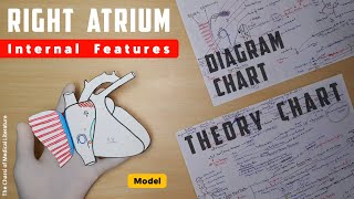 Right Atrium Anatomy Interior  Part 1  Atrium Proper and Sinus Venarum  TCML [upl. by Conchita]