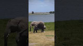 Africa Safari Animals Elephant in the wild africa elephant Safari [upl. by Aratal]