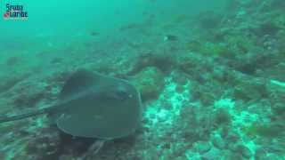 CABO VERDE Diving Joao Valente sea mount with Scubacaribe [upl. by Anilok]