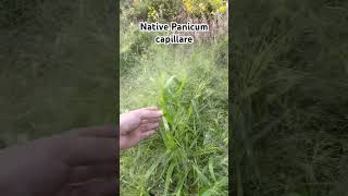 Native grass to the USA Panicum capillare [upl. by Fu]