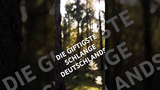 DIE GIFTIGSTE SCHLANGE DEUTSCHLANDS [upl. by Arratoon]