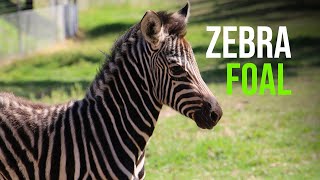 Zebra foal a late spring arrival at Dubbo Zoo [upl. by Marquez]