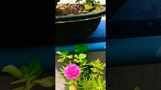 gardening garden terracegarde motivationgardening viralshort ytshortsgrowsomethinggreen [upl. by Munshi]