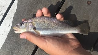 How To Catch TONS of Delaware Bay Croaker  Tutorial and Fishing [upl. by Kwabena]