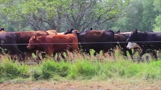 Rotational Grazing in Ontario [upl. by Puett]