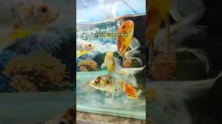 Top 5 Beautiful Aquarium Fish 😍 Part1 ytshorts fishtank goldfish [upl. by Ainahpets]