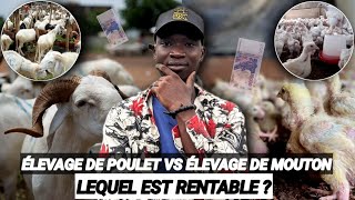 Lélevage de MOUTON estil RENTABLE que Lélevage de POULET [upl. by Yuzik]