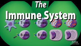 The Immune System Overview Animation [upl. by Dnalevets621]