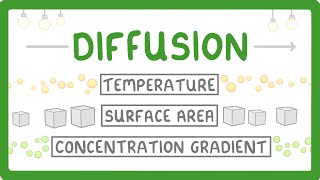 What is Diffusion How Does it Work What Factors Affect it 7 [upl. by Euqinu228]