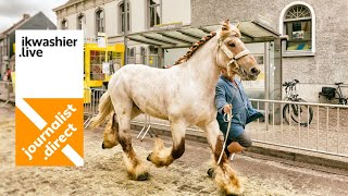 Belgische trekpaarden BWP looppaarden ezels op Grote Jaarmarkt Laarne met reporters Linde en Jade [upl. by Docile808]