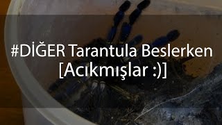 Diğer  Tarantula Beslerken  Acıkmışlar [upl. by Nairam]