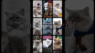 My Himalayan Persian Cats Photo Dump persiancat himalayanpersiancat persiancattamil shorts [upl. by Schrader]