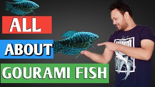 gourami fish  gourami fish की देखभाल कैसे करें [upl. by Sayce]