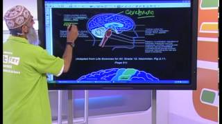 The Nervous System Grade 12 Life Science [upl. by Giovanni]