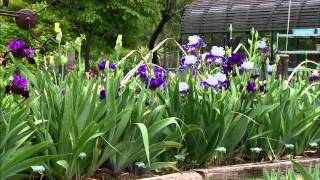 Iris Breeding at Stout Gardens [upl. by Adur]