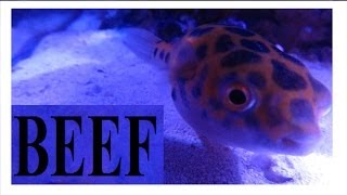 Friendly Puffer Fish [upl. by Sedecram733]